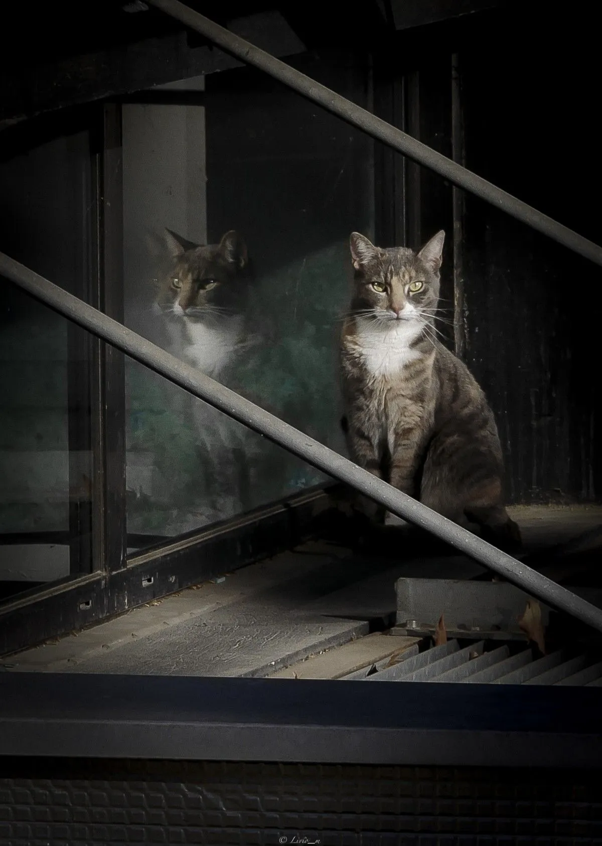 Intimidation, œuvre de Livio Mercien