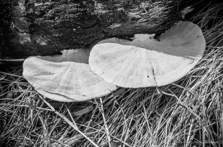 Fungi, œuvre de Marie-Claire PARSEMAIN