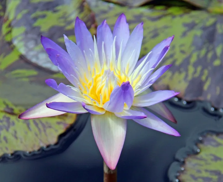 BLUE WATER LILY, œuvre de Robert W Dunlap