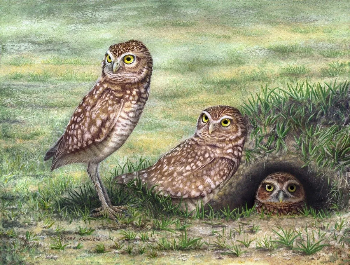 Burrowing Owl Family, artwork by Roger Manrique