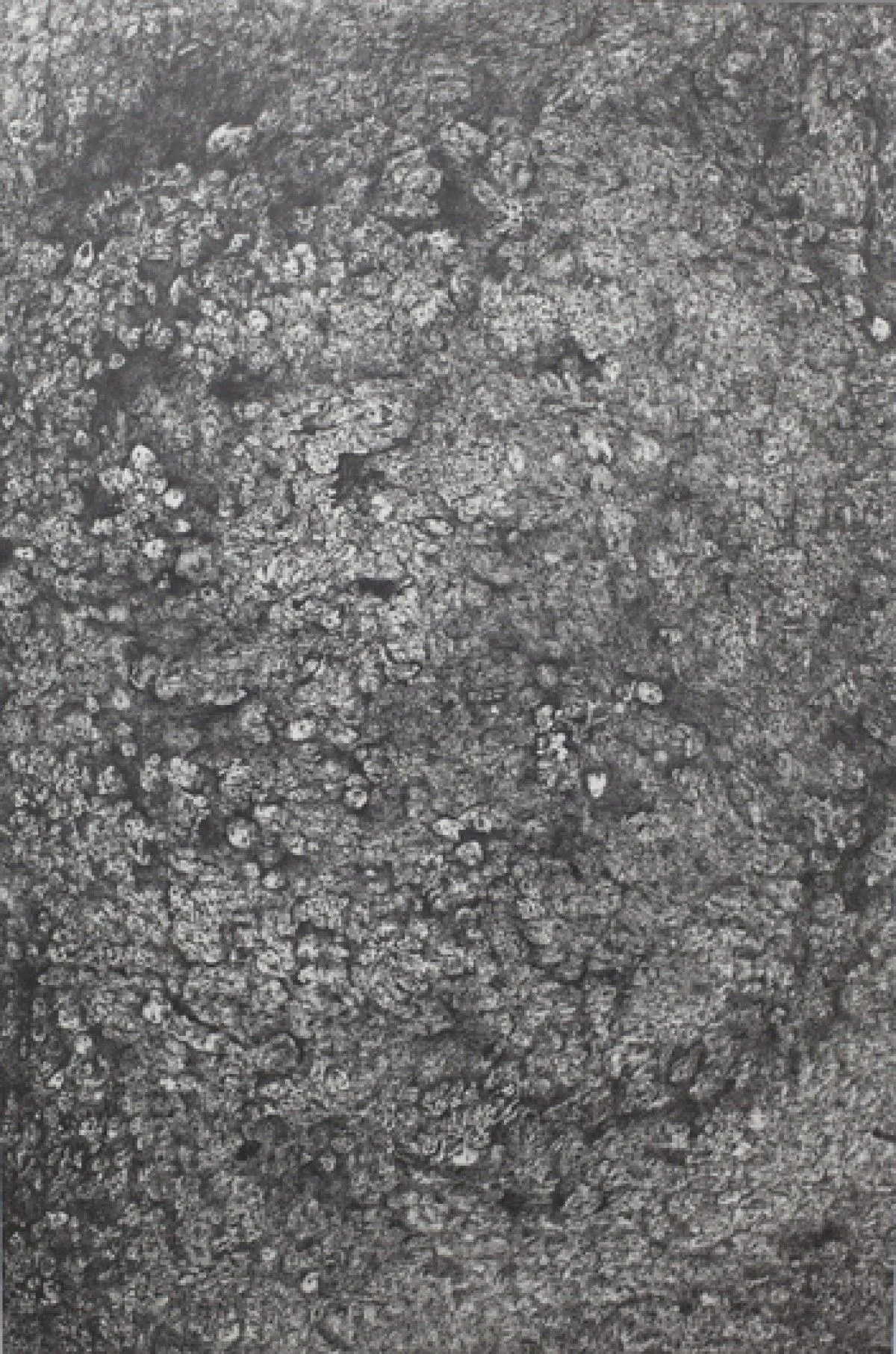 Tête végétative, artwork by Helena Faneca
