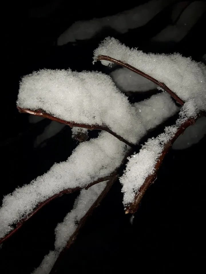 Snow, œuvre de Jennifer Spasova