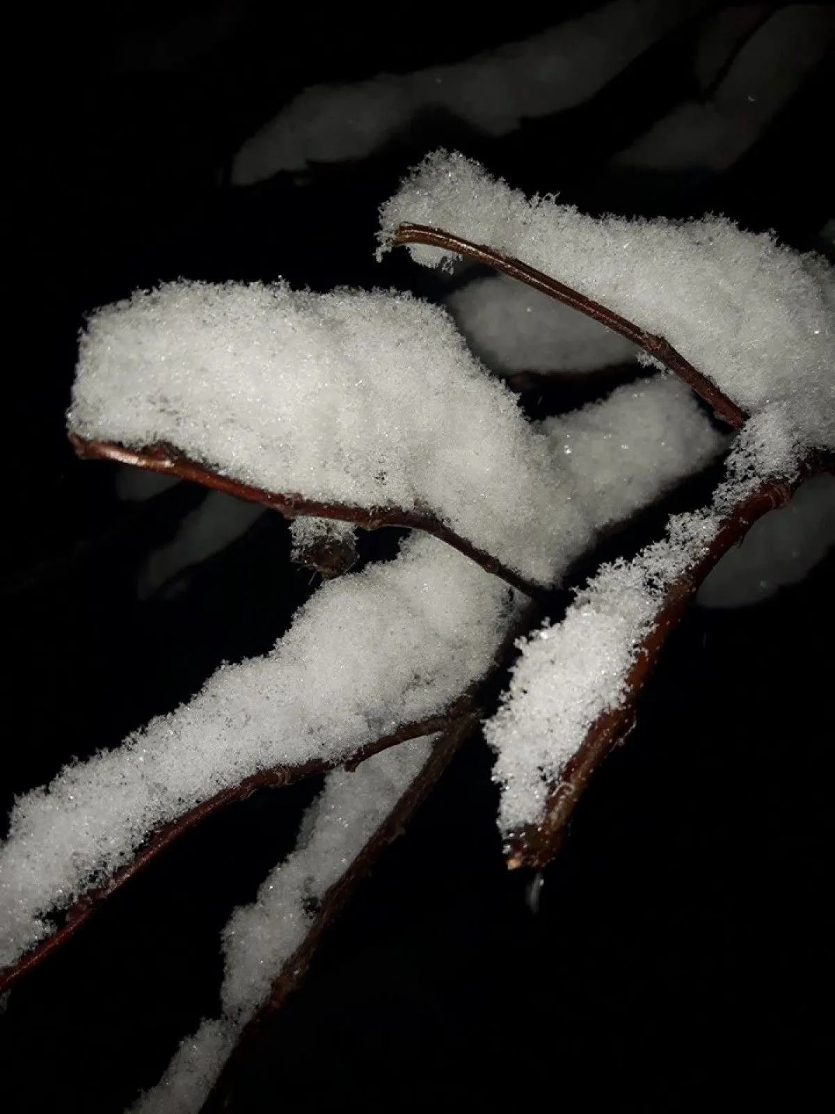 Snow, artwork by Jennifer Spasova
