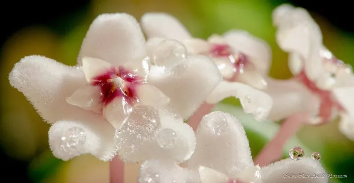 Gouttes d'Hoya, œuvre de Marie-Claire PARSEMAIN