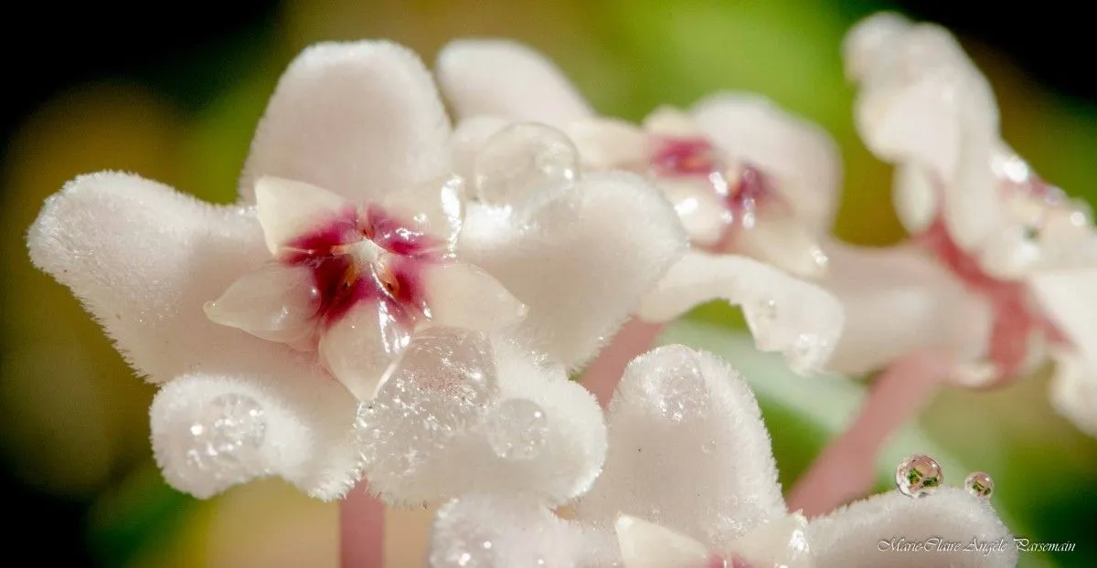 Gouttes d'Hoya, œuvre de Marie-Claire PARSEMAIN