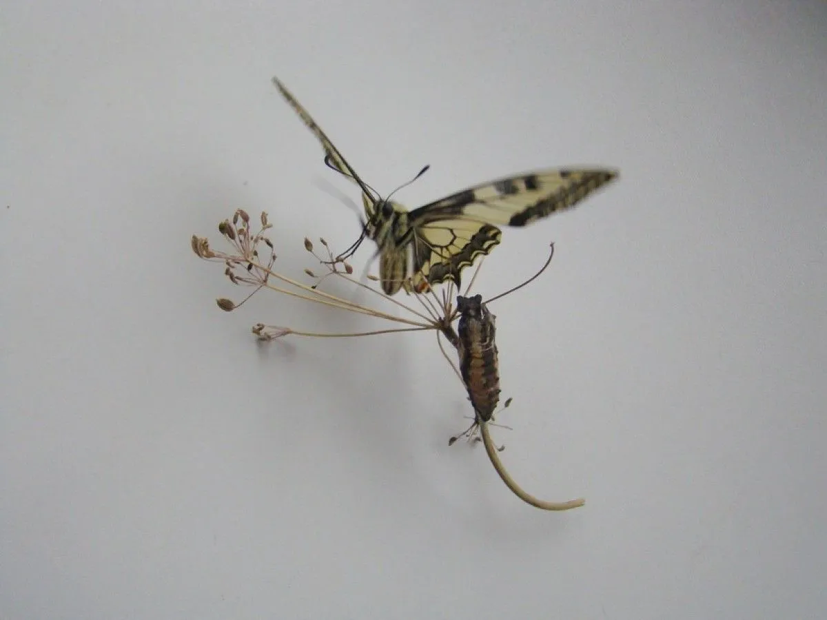 Machaon birth, œuvre de Stefan Karczewski