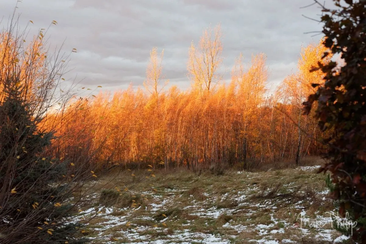Coucher de soleil d'automne, œuvre de Marc Philip