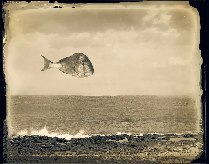 A fish in reverse perspective, œuvre de dan andrei