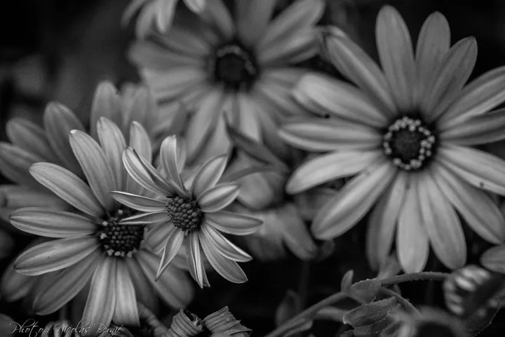 Flowers, artwork by Nicolas Bernié
