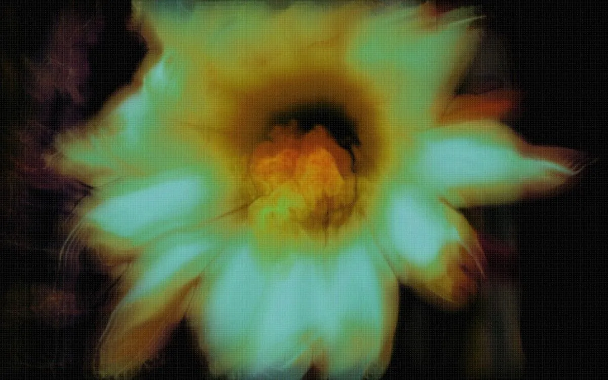 in my planet there are electrical flowers floating in the air, absorbing the energy from the aether II, œuvre de David de la Luz