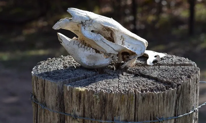 Wombat Skull, œuvre de Greg Sandoval