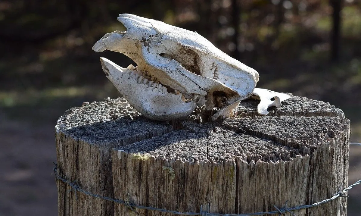 Wombat Skull, artwork by Greg Sandoval