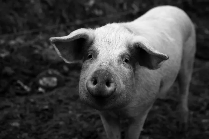 Regard de cochon, artwork by Nicolas Bernié
