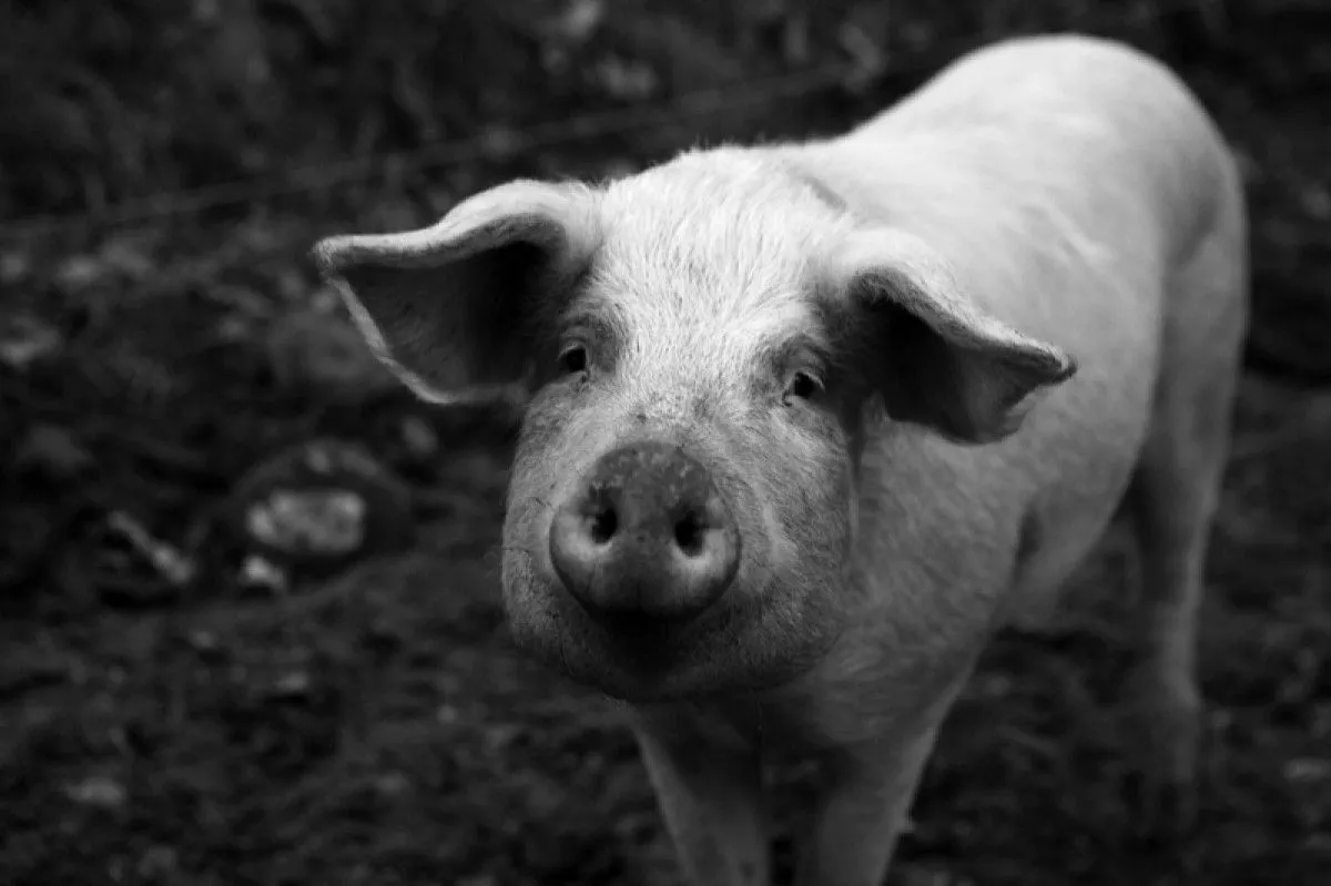 Regard de cochon, artwork by Nicolas Bernié
