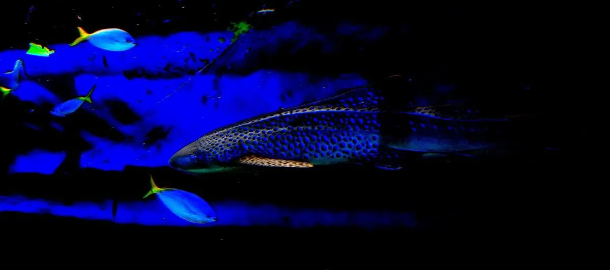Blue Shark, œuvre de Greg Sandoval