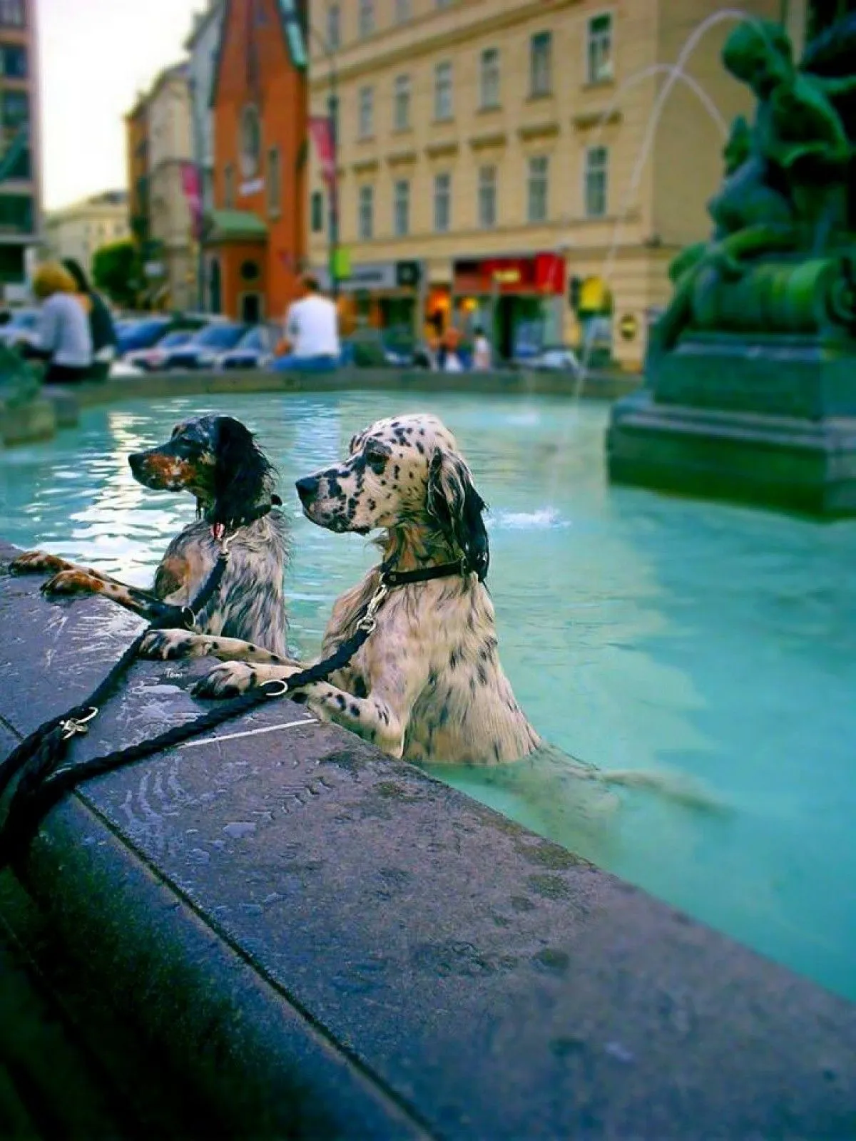 Couple of Dogs, œuvre de S. Filipov