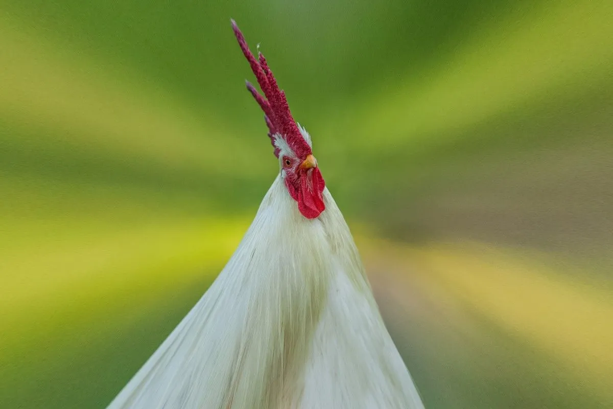 Le coq, artwork by Nicolas Bernié