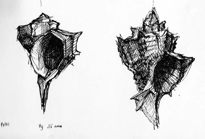 COQUILLAGES-MUREX, artwork by Jean Bessat