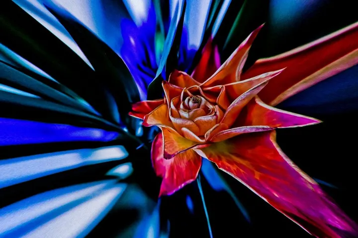 Rose, artwork by Nicolas Bernié