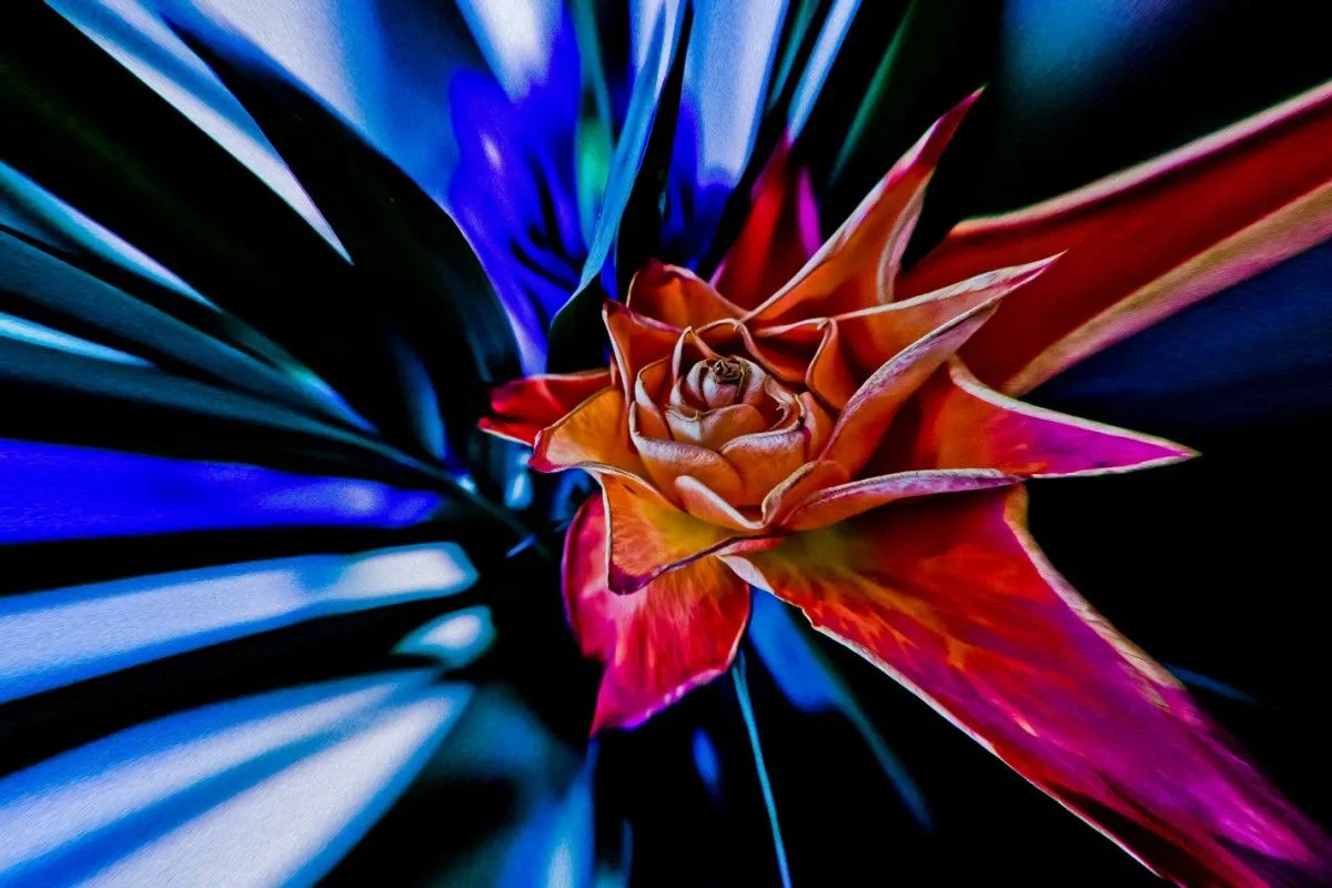Rose, artwork by Nicolas Bernié