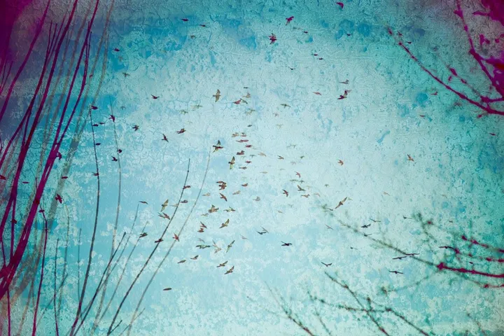 Pigeaons, artwork by Eric Villeneuve