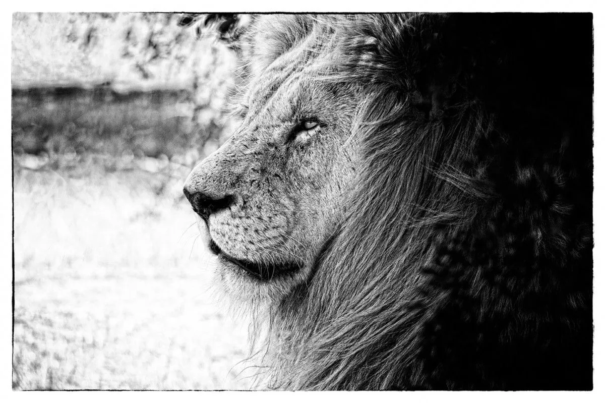 Lion, Sabi Sand game reserve, œuvre de Pierre Van den bosch