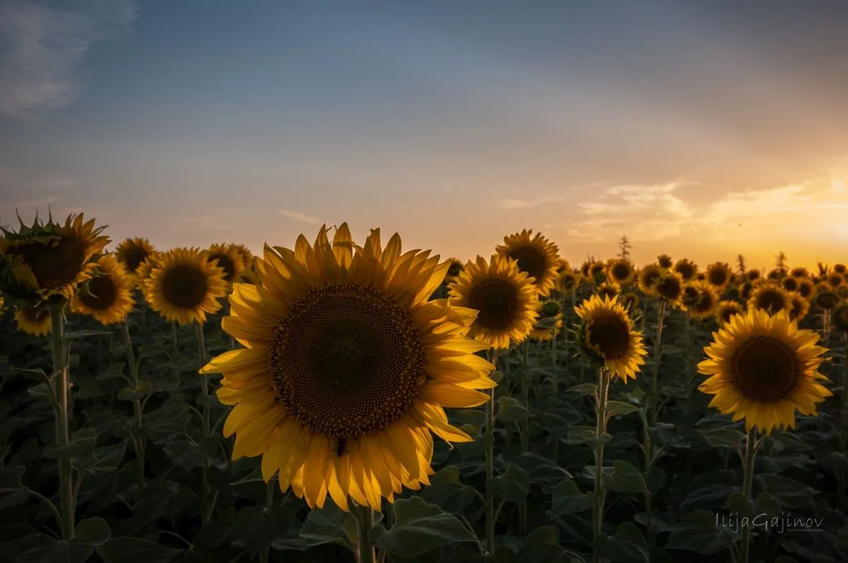 Sunflowers, œuvre de Ilija Gajinov