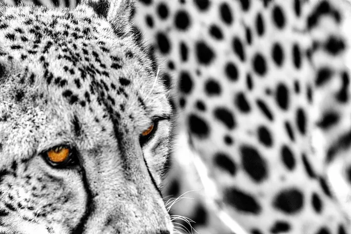Cheetah pop-up, œuvre de Herman van Bon