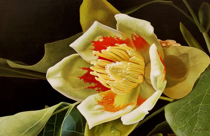 Liriodendron Tulipifera, œuvre de Dietrich Moravec