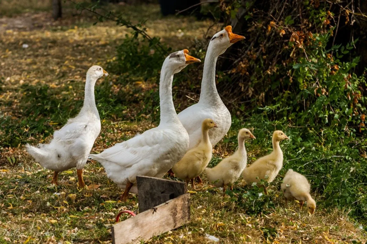 La Famille Saturnin, artwork by Nicolas Bernié