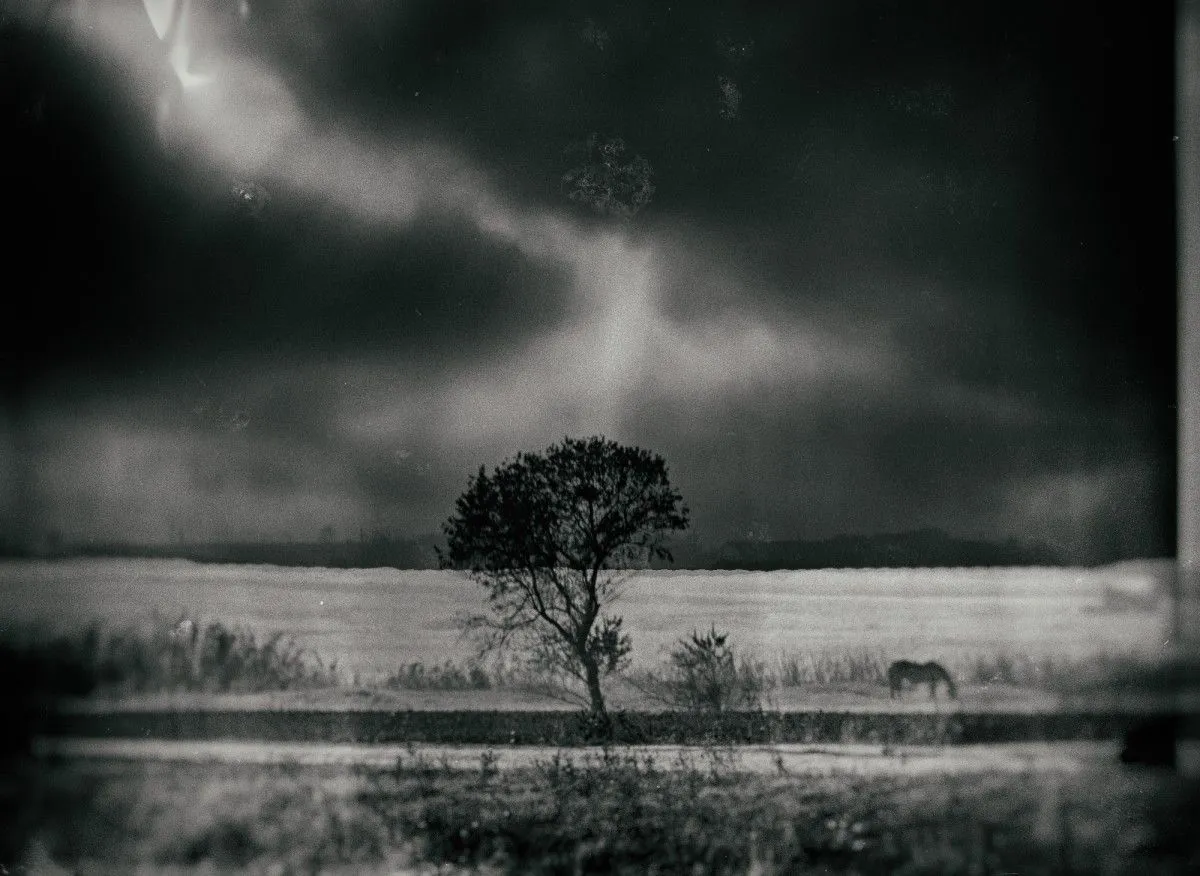 tree in landscape, œuvre de Cornel Gingarasu