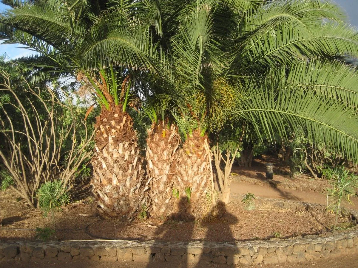 Before Sunset, Tenerife, œuvre de Agnes Fodor