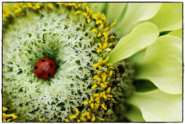 Cœur de coccinelle, artwork by Garance Klein