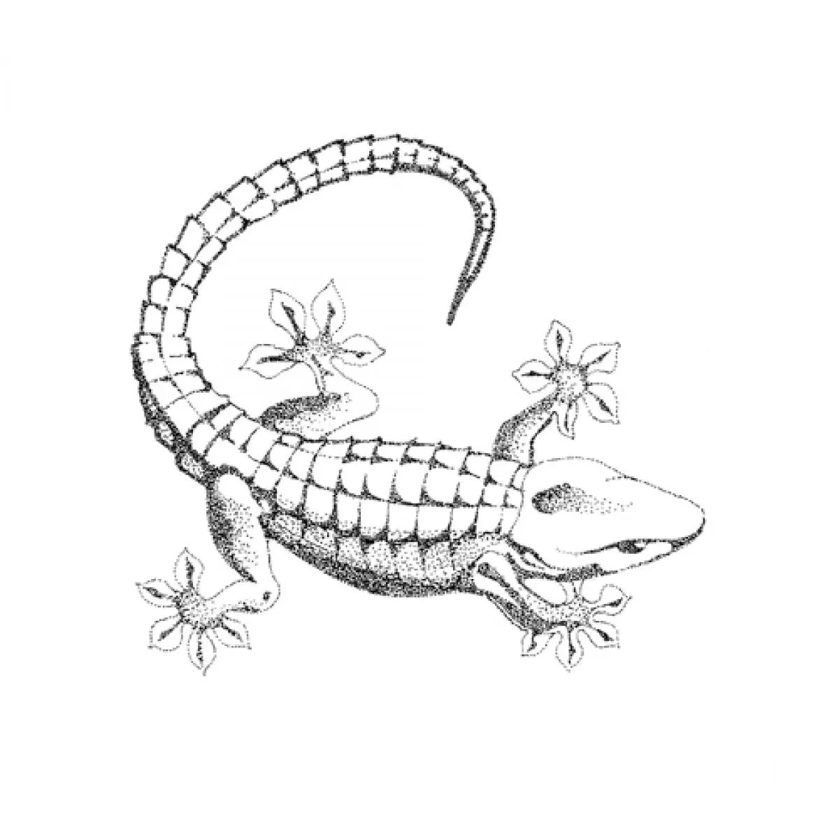 Gecko, artwork by Giovanni Barbato