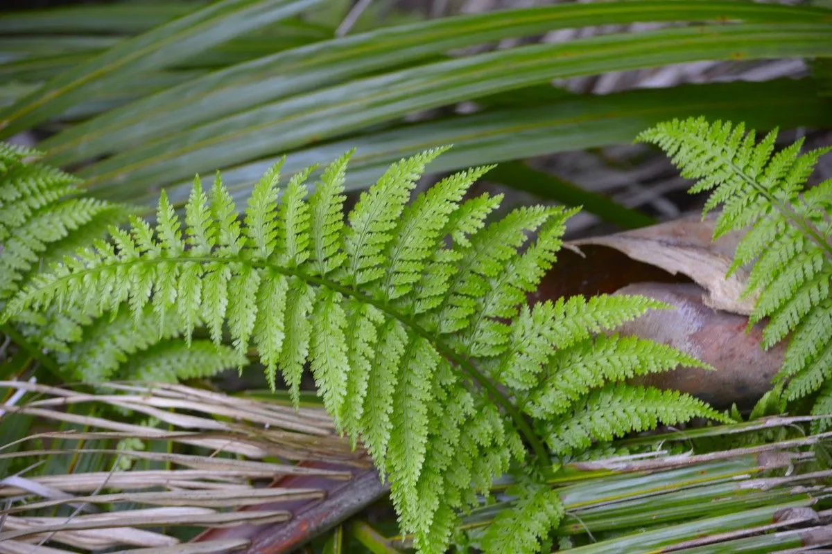 Silver Fern, œuvre de Greg Sandoval