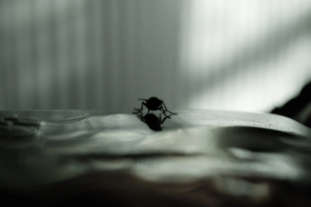 the fly, artwork by Irena Elezovic