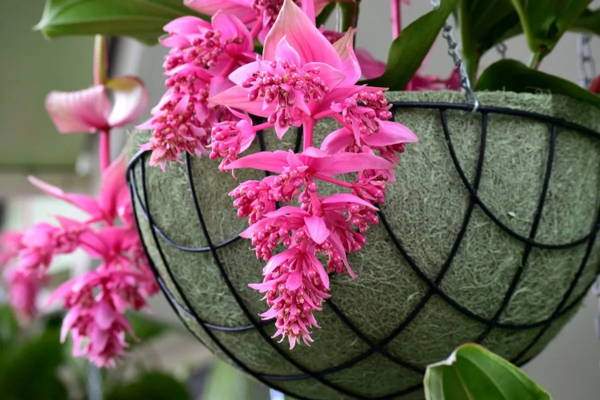 Flowers, œuvre de Agness Ce