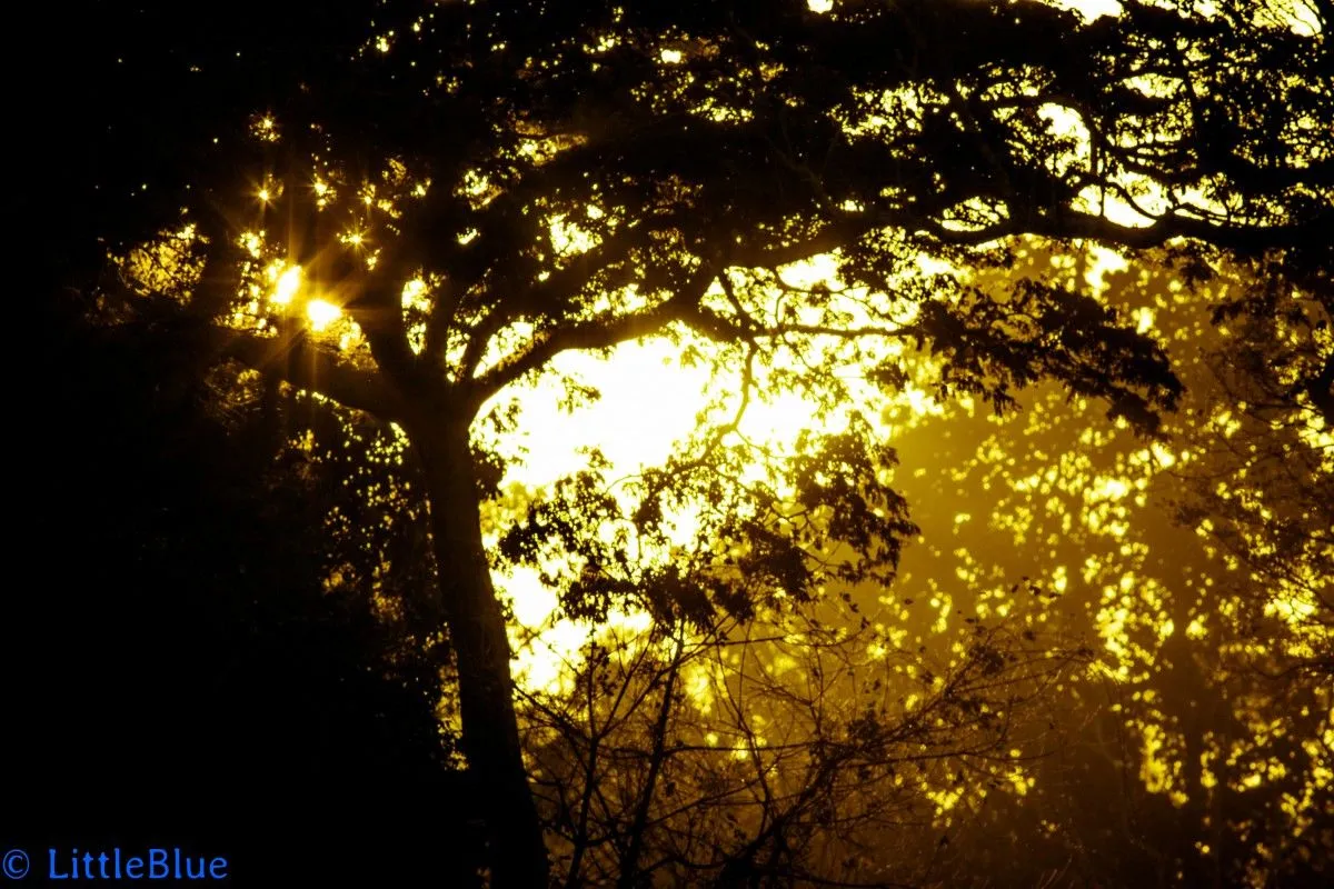Dusk, artwork by Kenneth Mwangi