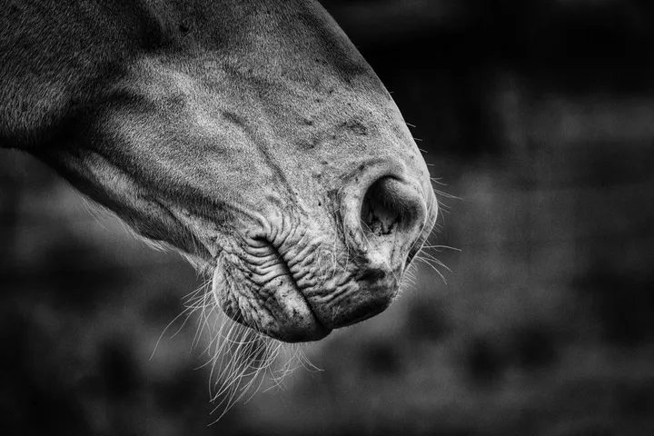 Age comes with wrinkles, œuvre de Herman van Bon