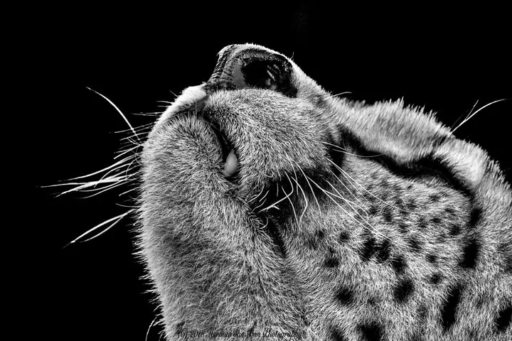 Profile portrait of a cheetah, œuvre de Herman van Bon