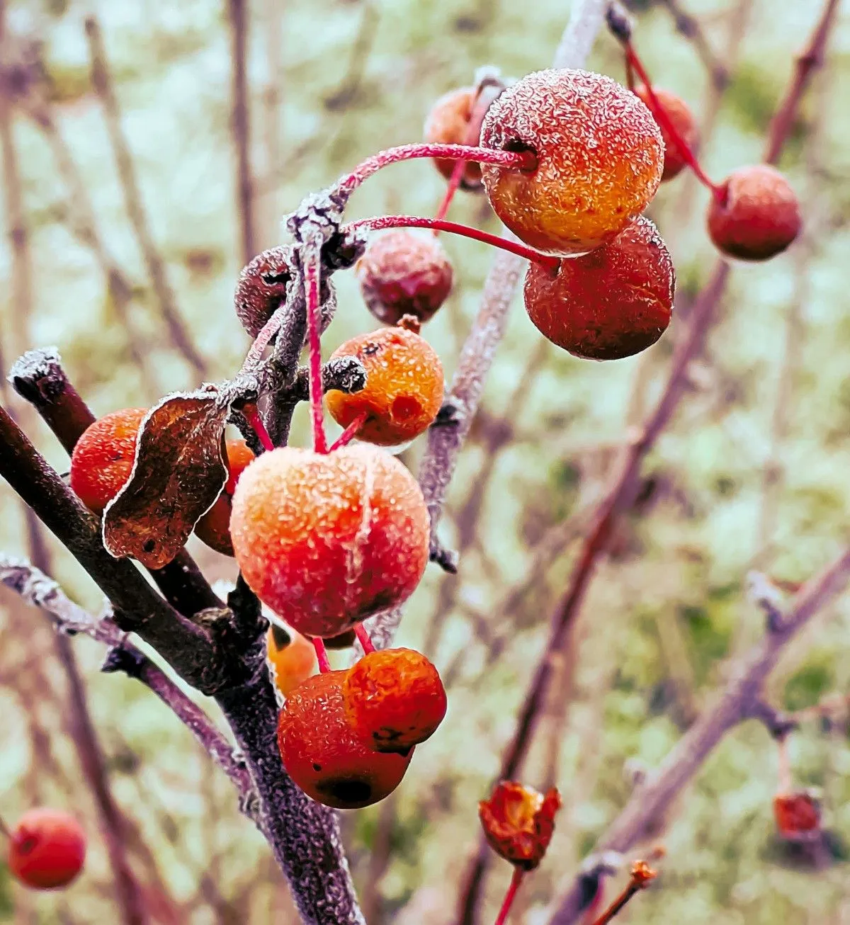 professor sprenger crabapple frozen, œuvre de barry king