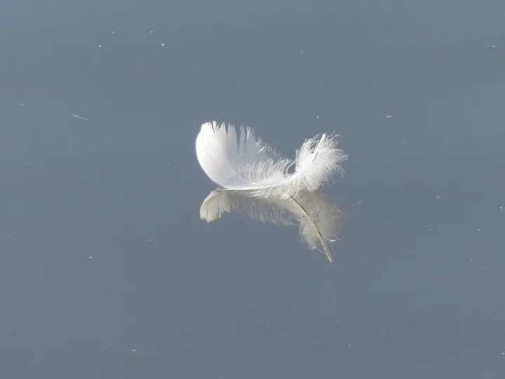 plume, œuvre de Eléonore Verougstraete