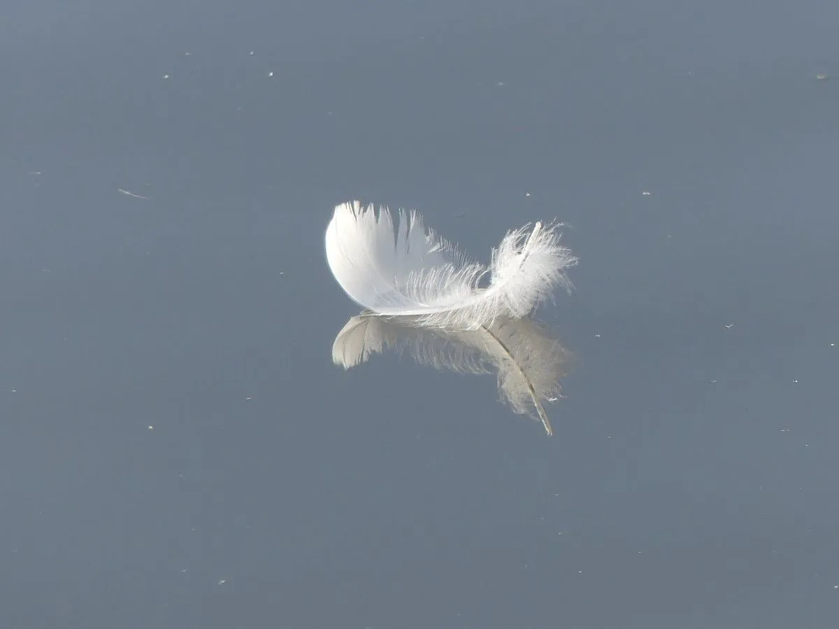 plume, artwork by Eléonore Verougstraete