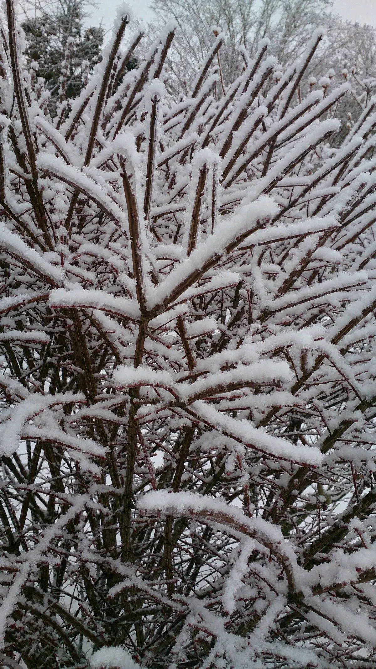 Sticky Snow, œuvre de Greg Sandoval
