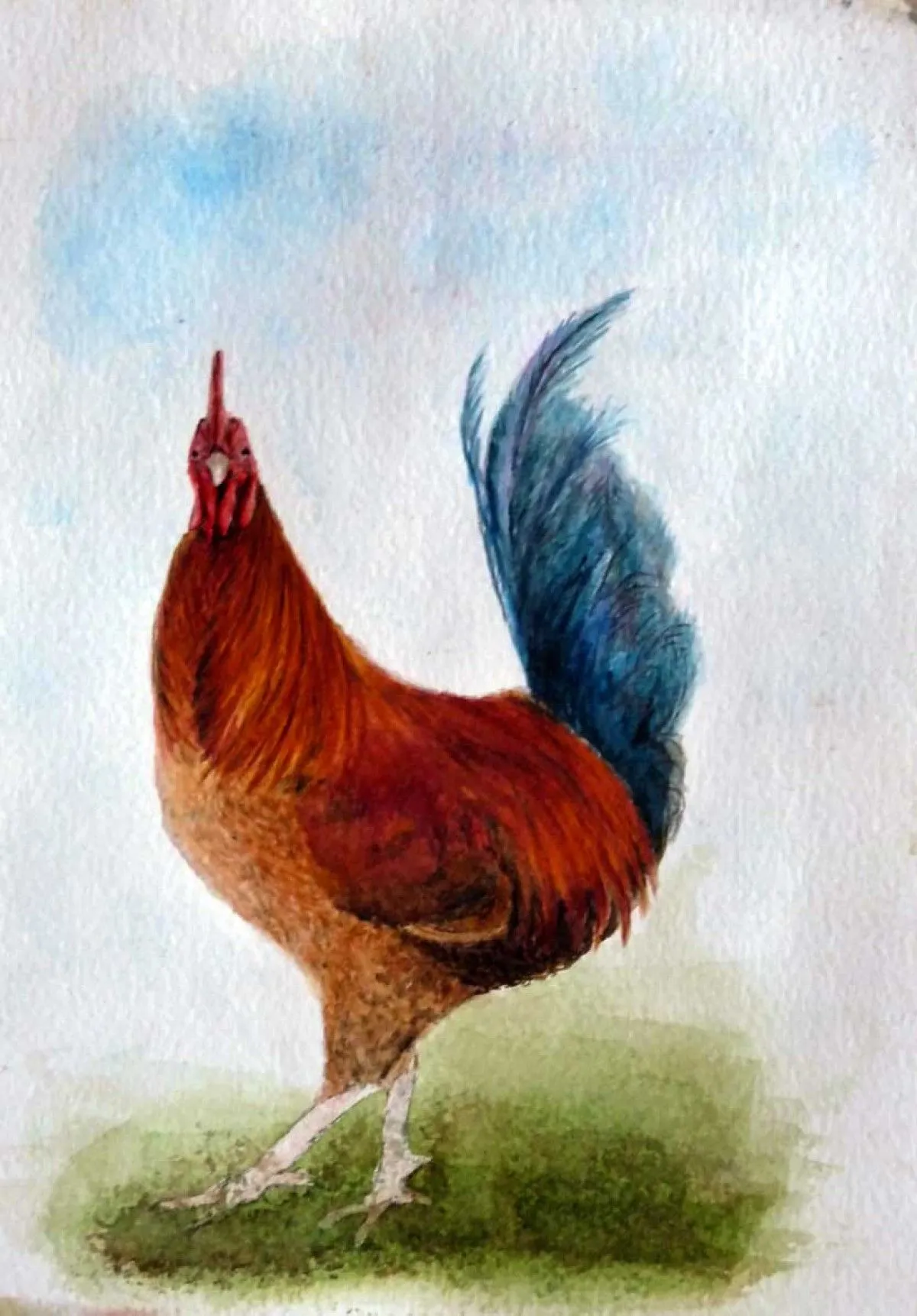 Coq, œuvre de Jacqueline Ropers