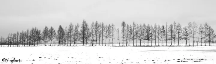 Rangée d'arbres, artwork by Virgil arts