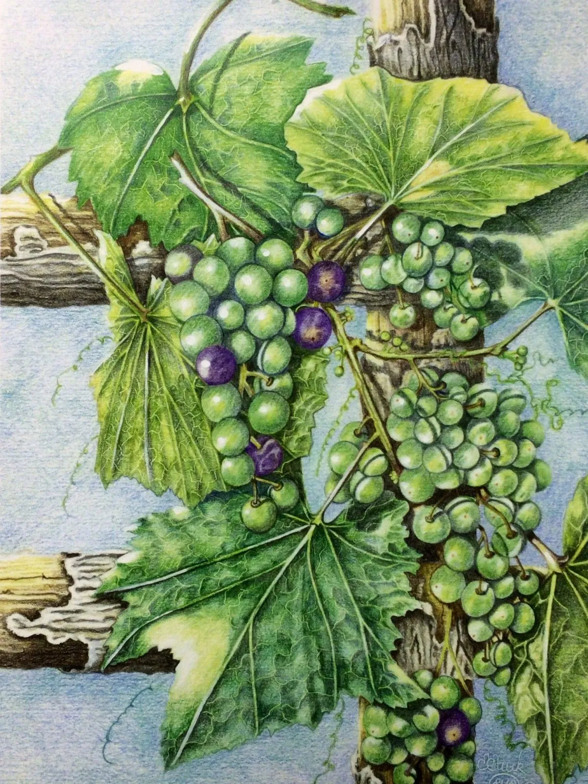 Wine on a vine, artwork by Elizabeth Eliuk