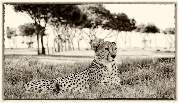 Cheetah Kruger National Park, œuvre de Pierre Van den bosch