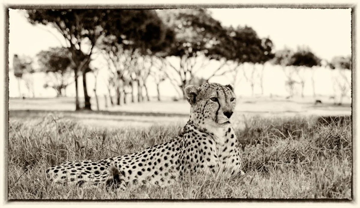 Cheetah Kruger National Park, œuvre de Pierre Van den bosch