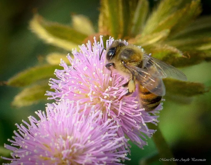 Bee Mariwont, œuvre de Marie-Claire PARSEMAIN